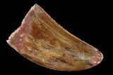 Serrated, Carcharodontosaurus Tooth - Real Dinosaur Tooth #156889-1